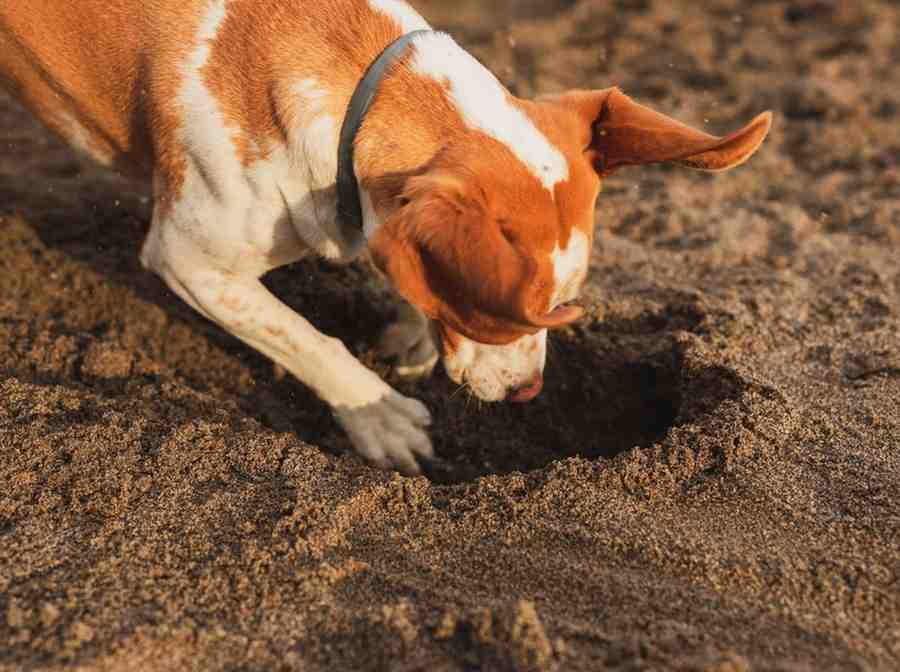 cheap no grass backyard ideas for dogs