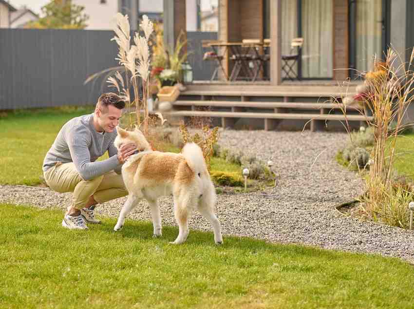 dog friendly backyard no grass