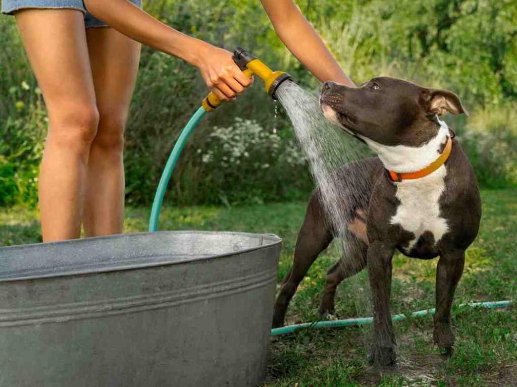 dog friendly yards without grass