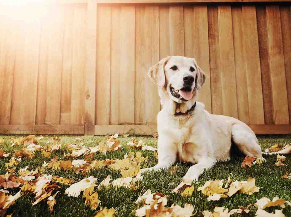 lawn alternatives for dogs