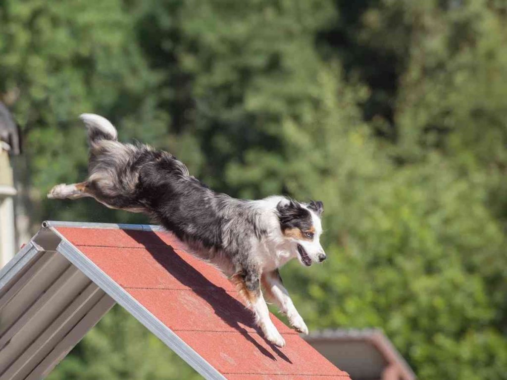 no grass backyard for dogs